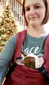 No one naps as cute as baby Bostons!