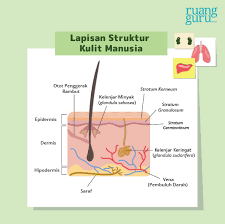 Setelah kelenjar keringat distimulasi, cairan yang berasal dari ruang interstitial tersebut akan bergerak naik dari bagian melingkar di kelenjar keringat menuju saluran kelenjar keringat yang berbentuk panjang dan lurus. Sistem Ekskresi Manusia Paru Paru Hati Dan Kulit Biologi Kelas 8