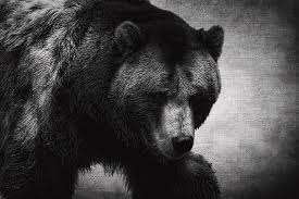 You might be wondering why you'd use color filters for black and white. Grizzly Bear Black And White Photograph By Judy Vincent
