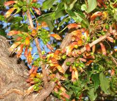 Image result for Halleria lucida