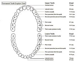 American Dental Association Tooth Numbering Chart