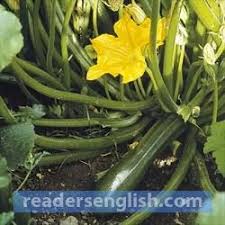 The question of what is meant by fire insurance is what a lay man on the street is likely to ask the legal luminaries and commercial actors in the field. Zucchini Urdu Meaning