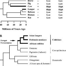 Do hindgut fermentors have any advantage over foregut fermentors? Mammalian Foregut Fermentation Evolution And Ribonuclease A Download Scientific Diagram