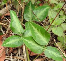 Image result for Desmodium uncinatum