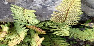 Image result for Cheilanthes schimperi