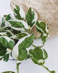See more ideas about variegated plants, gardening and house plants. Variegated Houseplants You Can Actually Afford That Planty Life