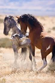 Photo By Mark Terrell Horses Wild Horses Mustang Horse