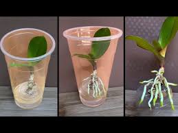 Image result for orchid cuttings