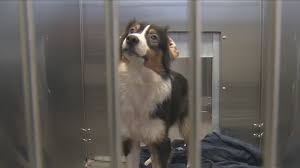 Browse through australian shepherd rescues and australian shepherd adoption ads from across the nation. Dogs Rescued From Neglect Case Up For Adoption At Franklin Co Shelter Nbc4 Wcmh Tv