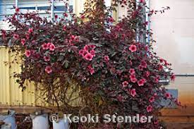 Red leaf hibiscus (hibiscus acetosella): Red Or Maple Leaf Hibiscus Hibiscus Acetosella