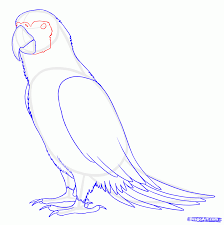 How To Draw Parrots Draw Macaws Step By Step Birds Animals Free Online Drawing Tutorial Added By Makangeni Janu Bird Drawings Parrot Drawing Parrots Art