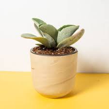 Image result for Kalanchoe brachyloba