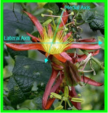 Image result for Ixora longipedunculata