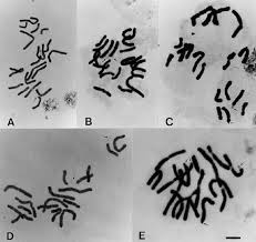 Image result for Stangeriaceae