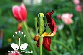 Maybe you would like to learn more about one of these? Caring For Tulips After Blooming Planting Tulips Fall Vegetables To Plant Tulip Care