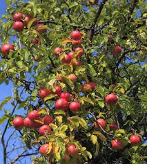 Purchase trees online for the 2022 spring planting season before out supplies are again sold out. Fruit Trees Canton Road Garden Center Akron Ohio