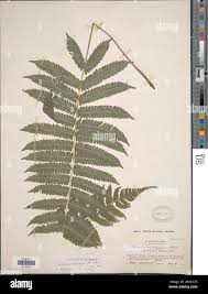 Image result for Pneumatopteris unita