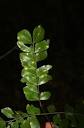 Abarema jupunba (Willd.) Britton & Killip, Soapwood (World flora ...