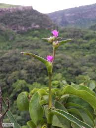 Image result for Cyanotis speciosa