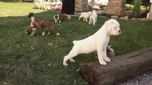 Boxer puppies ( ) pic hide this posting restore restore this posting. Cheap Boxer Puppies For Sale 08 2021