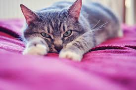 Sudden onset shortness of breath, apparent weakness or a distended abdomen might be signs of heart disease in your cat. Heart Disease In Cats Learning The Symptoms Treatments Aspca Pet Insurance