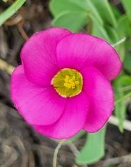 Image result for Blepharis transvaalensis