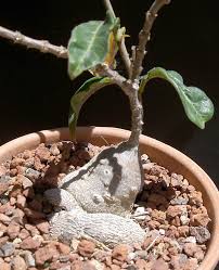 Image result for Raphionacme