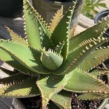 Image result for Aloe plowesii