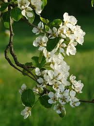 We did not find results for: Amazon Com Cleveland Flowering Pear Tree 2 Year Old Garden Outdoor