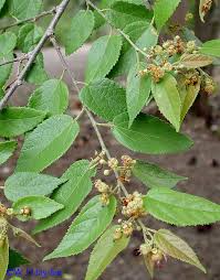 Image result for Guazuma