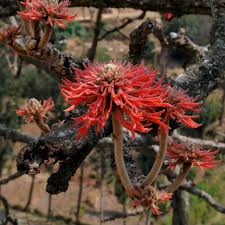 Image result for Erythrina abyssinica