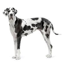 View photos of the breed to see what. Great Dane Dog Breed Information Continental Kennel Club