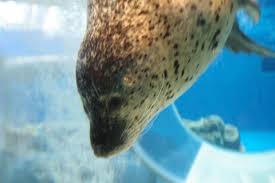 ジンベイザメが加わったのとじま水族館 水族館 ジンベイザメ 雪