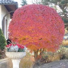 Kugelbaume In Jedem Garten Ein Hingucker Kugelbaum Bepflanzung Und Baume Garten