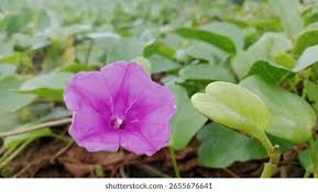 Image result for Ipomoea asarifolia