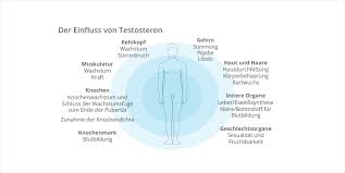 Aufgaben von Testosteron im Körper | Mannvital