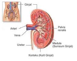 Fungsi Ginjal Pengertian Bagian Struktur Anatomi Dan Gambar Di 2020 Gagal Ginjal Kronis Kulit Gambar