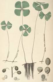 Image result for Marsileaceae