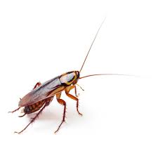 Maybe you would like to learn more about one of these? How To Get Rid Of Cockroaches The Family Handyman