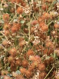 Image result for Trifolium isthmocarpum