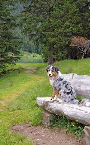 Tricolor is sometimes called tanpoint, indicating tan eyespots, tan cheek spots, and tan on the legs. Notebook Tricolor Border Collie On A Seat In The Swiss Alps 5 X 8 150 Ruled Pages Wild Pages Press Amazon De Bucher
