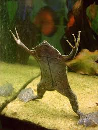 The surinam toad is about 10 to 17 cm (4 to 7. Surinam Toad Facts And Pictures