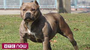 Mới đây, sự việc thương tâm này lại lần nữa xảy ra. Vi Sao Cho Pitbull Táº¥n Cong Cáº¯n NgÆ°á»i Youtube