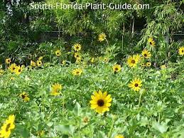 Growers often have to stake their sunflowers. Beach Sunflower