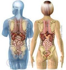 Schünke m, schulte e, schumacher u, voll m 6.4 magendrehung und topografie der organe im kaudalen vorderdarmbereich; Anatomie Mensch Organe Mann Und Frau Im Korper Anatomie Frau Im Korper Mann Mensch Anatomie Des Menschen Anatomie Organe Menschlicher Korper Anatomie