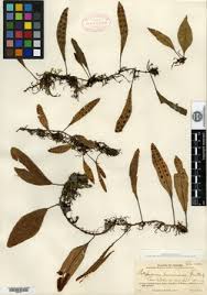 Image result for Pleopeltis  × simiana