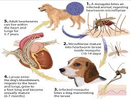 How do i know if my dog has heartworms. Heartworms In Dogs Facts And Myths Wonder Weims Rescue