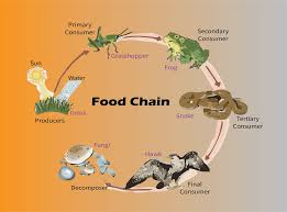 Meaning of primary consumer in english. In The Given Food Chain Who Gets Less Energy Than The Class 12 Biology Cbse