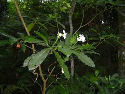 Image result for Tabernaemontana ventricosa
