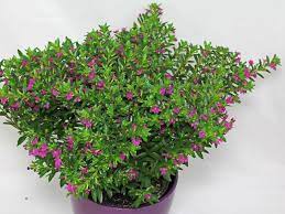 Cuphea Hyssopifolia Indoor Plants Plants Plant Identification